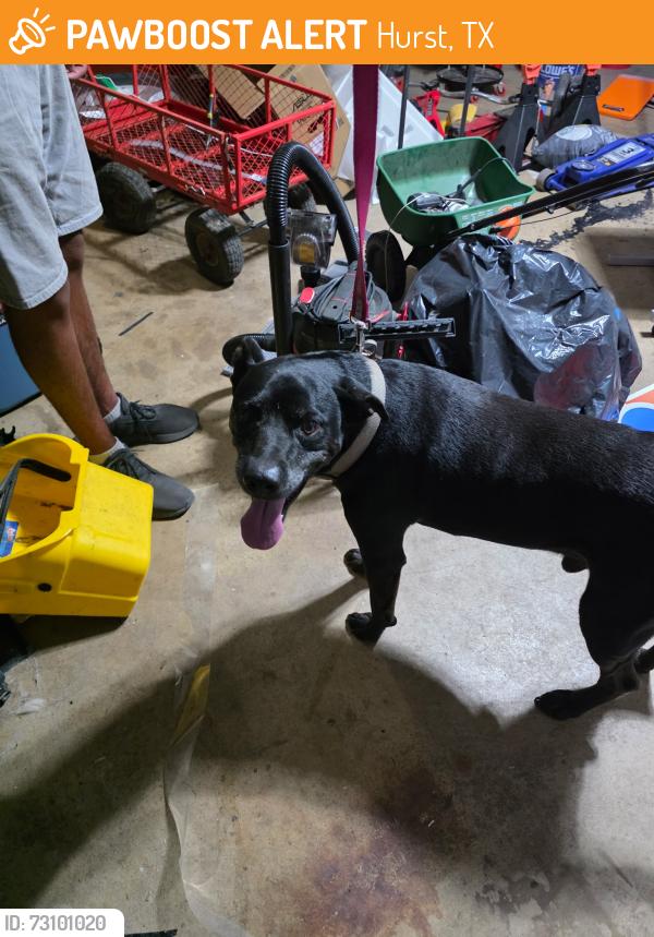 Found/Stray Male Dog last seen Bedford Court West and Cavendar, Hurst, TX 76053