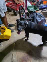 Found/Stray Male Dog last seen Bedford Court West and Cavendar, Hurst, TX 76053