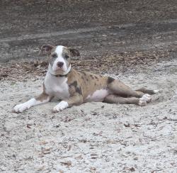 Reunited Female Dog last seen 464b, Morriston, FL 32668