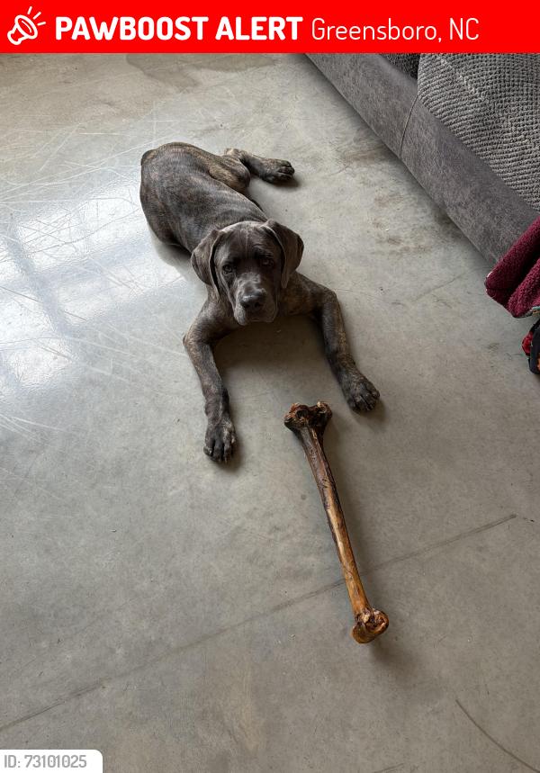 Lost Male Dog last seen Right Off hicone near the gas station, Greensboro, NC 27405
