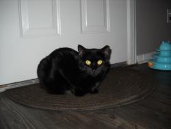 Lost Female Cat last seen N Youngs Blvd, Oklahoma City, OK 73107