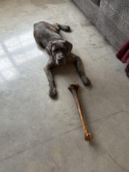 Lost Male Dog last seen Right Off hicone near the gas station, Greensboro, NC 27405