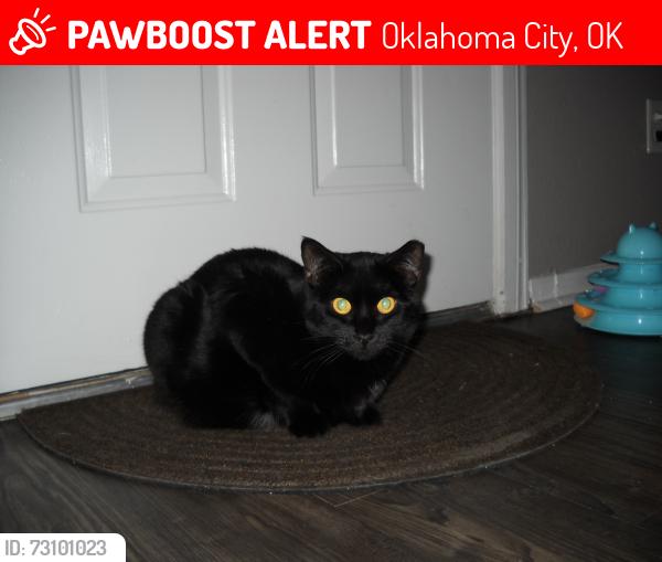 Lost Female Cat last seen N Youngs Blvd, Oklahoma City, OK 73107