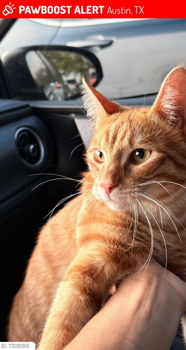 Lost Male Cat last seen Near Silo Valley Dr, Austin, TX 78754