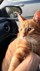 Lost Male Cat last seen Near Silo Valley Dr, Austin, TX 78754