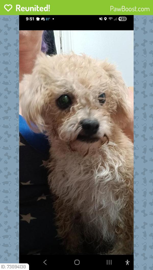 Reunited Female Dog last seen Bilbil and holiday overlook, Villa Rica, GA 30180