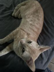 Lost Male Cat last seen Chris Dr, Wingsong Dr, Indianapolis, IN 46229