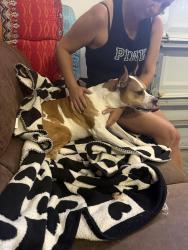 Found/Stray Male Dog last seen Selma / pine level, Selma, NC 27576