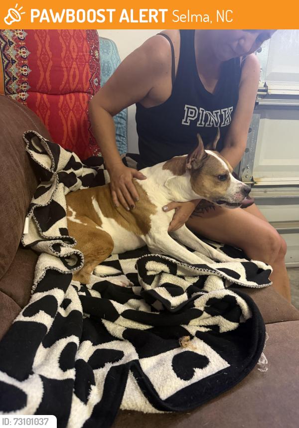 Found/Stray Male Dog last seen Selma / pine level, Selma, NC 27576