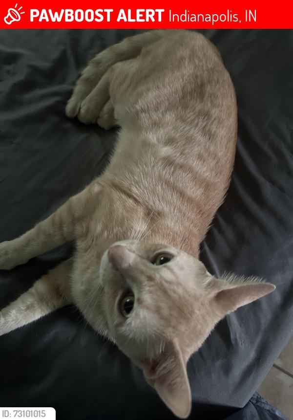 Lost Male Cat last seen Chris Dr, Wingsong Dr, Indianapolis, IN 46229