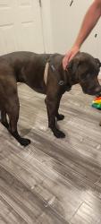 Found/Stray Male Dog last seen Rinetti way, Rio Linda, CA 95673