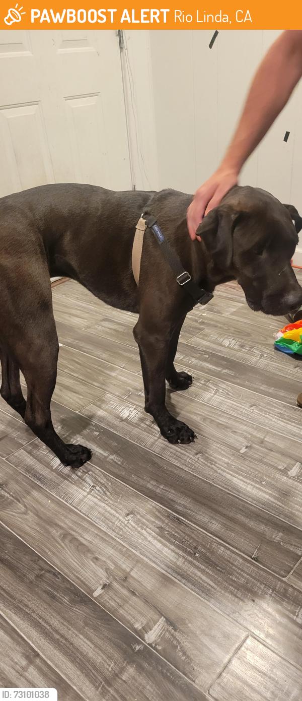 Found/Stray Male Dog last seen Rinetti way, Rio Linda, CA 95673