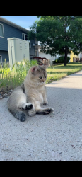 Lost Female Cat last seen Lost near Kinsey Rd and Rice Rd Tyler, Tx 75703, Tyler, TX 75703
