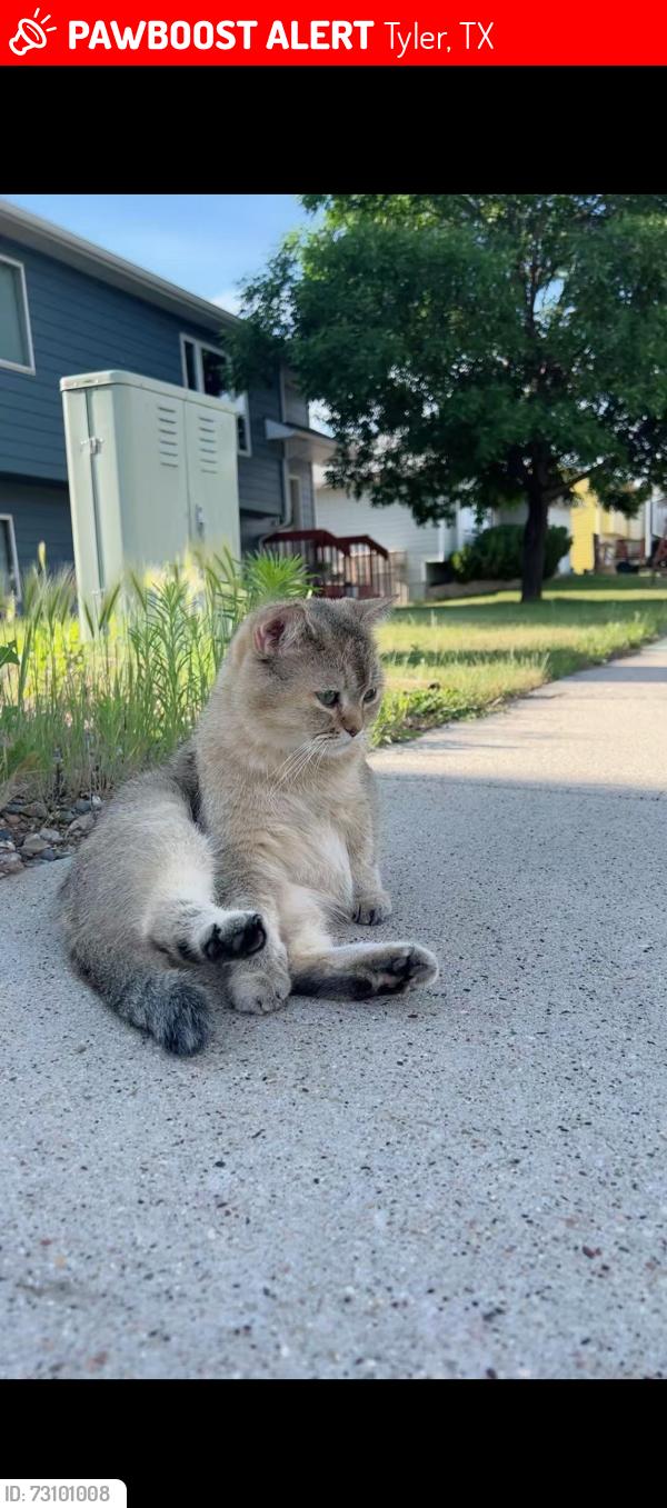 Lost Female Cat last seen Lost near Kinsey Rd and Rice Rd Tyler, Tx 75703, Tyler, TX 75703