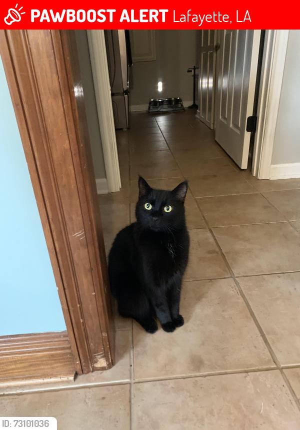 Lost Male Cat last seen Commeaux ests, Lafayette, LA 70508