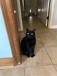 Lost Male Cat last seen Commeaux ests, Lafayette, LA 70508