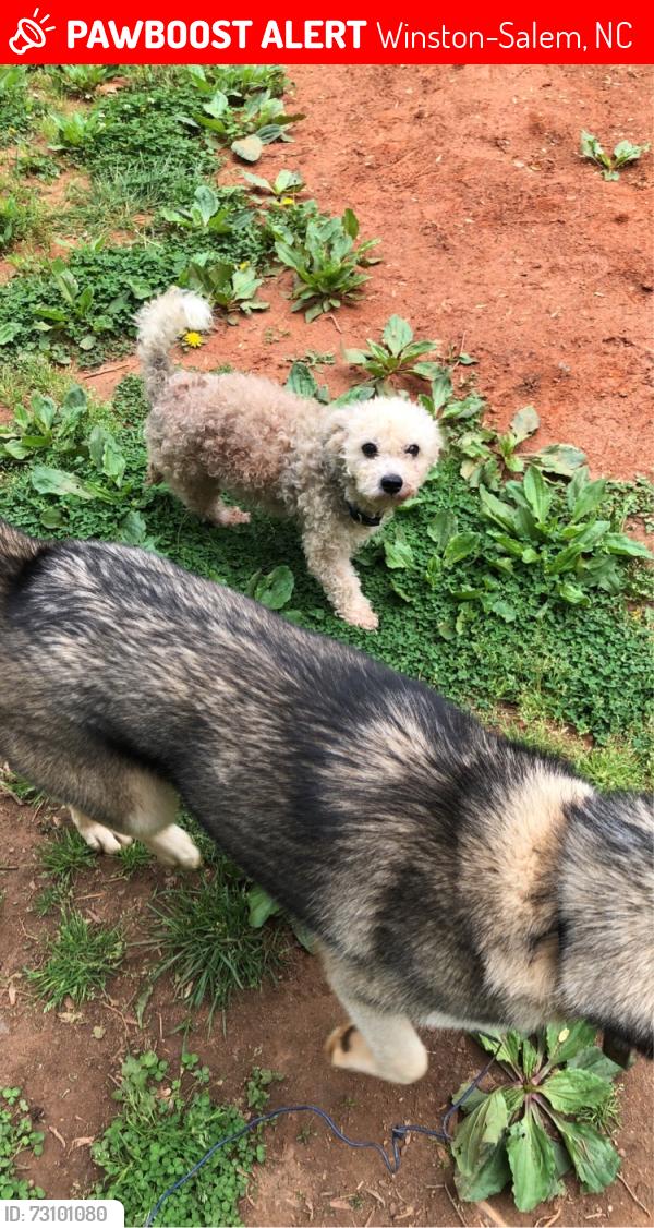 Lost Male Dog last seen Little creek apmts, Winston-Salem, NC 27104