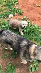 Lost Male Dog last seen Little creek apmts, Winston-Salem, NC 27104