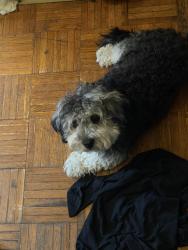 Reunited Female Dog last seen  sutphin boulevard & 123ave near Baisley pond park, Queens, NY 11434