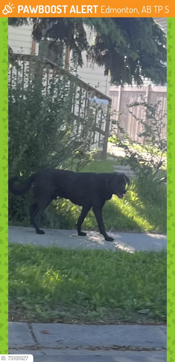 Found/Stray Unknown Dog last seen Near Street and 97 Avenue , Edmonton, AB T5P 1S6