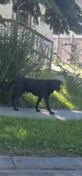 Found/Stray Unknown Dog last seen Near Street and 97 Avenue , Edmonton, AB T5P 1S6