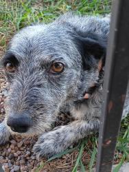 Found/Stray Female Dog last seen FM 400, Slaton, TX 79364