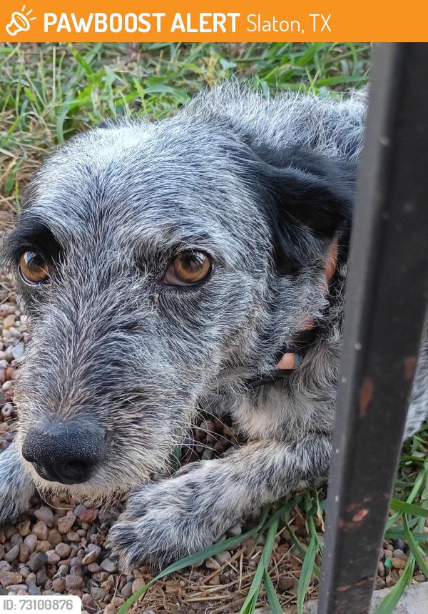 Found/Stray Female Dog last seen FM 400, Slaton, TX 79364