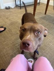 Found/Stray Male Dog last seen bragg blvd, Fayetteville, NC 28303