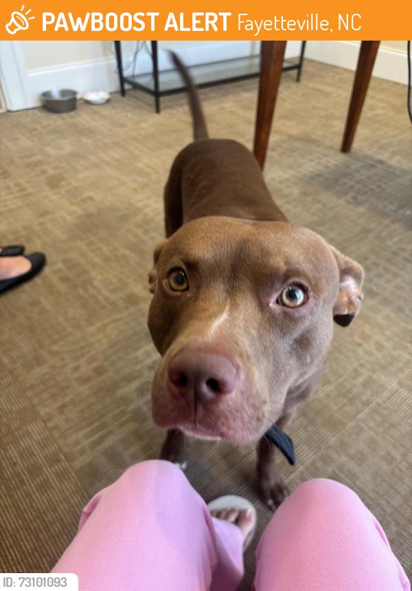 Found/Stray Male Dog last seen bragg blvd, Fayetteville, NC 28303