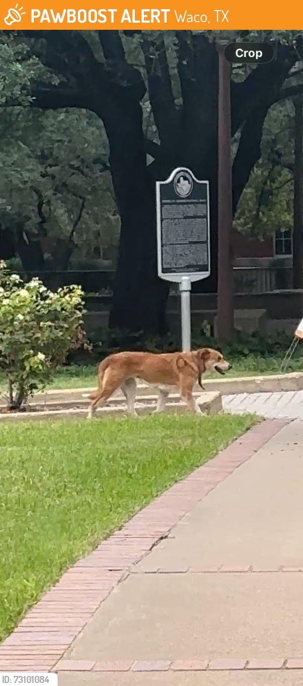 Found/Stray Female Dog last seen Baylor University, Waco, TX 76706
