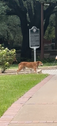 Found/Stray Female Dog last seen Baylor University, Waco, TX 76706