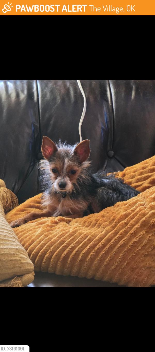 Found/Stray Male Dog last seen Nichols Road and Oxford Way, The Village, OK 73120