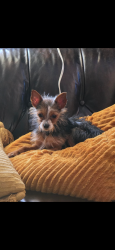 Found/Stray Male Dog last seen Nichols Road and Oxford Way, The Village, OK 73120