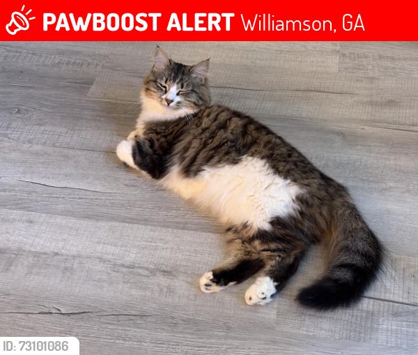 Lost Female Cat last seen Williamson road and Hutchinson Road, Williamson, GA 30292