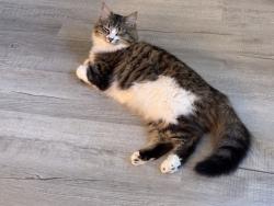 Lost Female Cat last seen Williamson road and Hutchinson Road, Williamson, GA 30292