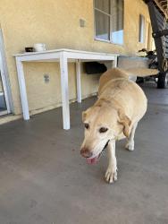 Reunited Female Dog last seen Kendall drive and palm ave, San Bernardino, CA 92407