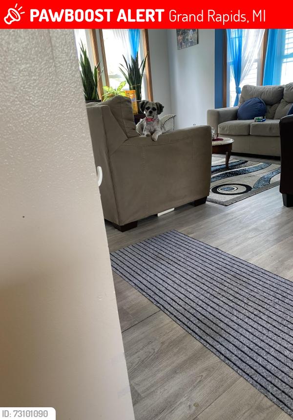 Lost Female Dog last seen Howard, Grand Rapids, MI 49507