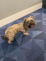 Reunited Female Dog last seen Tanner and Beltway 8, Houston, TX 77041