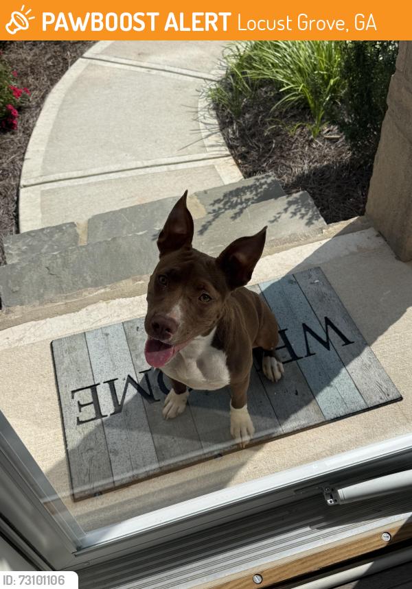 Found/Stray Female Dog last seen Heron bay Blvd, Locust Grove, GA 30248