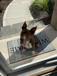 Found/Stray Female Dog last seen Heron bay Blvd, Locust Grove, GA 30248
