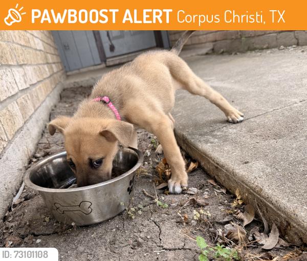 Found/Stray Female Dog last seen Persimmon, Corpus Christi, TX 78415