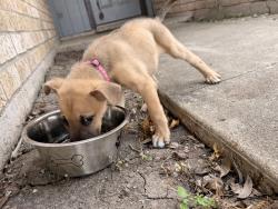 Found/Stray Female Dog last seen Persimmon, Corpus Christi, TX 78415