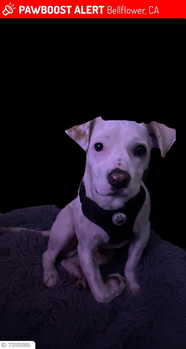 Lost Male Dog last seen alondra blvd near by a liquor store, Bellflower, CA 90706