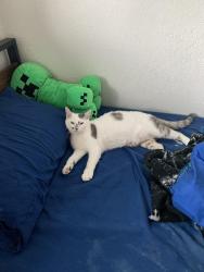 Lost Male Cat last seen 216th St SW & Poplar way, Brier, WA 98036