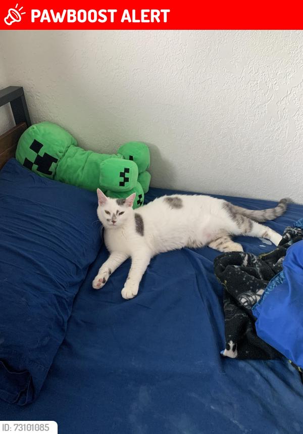 Lost Male Cat last seen 216th St SW & Poplar way, Brier, WA 98036