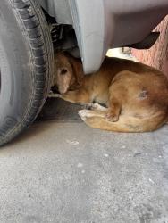 Found/Stray Unknown Dog last seen Clairemont mesa blvd, San Diego, CA 92117