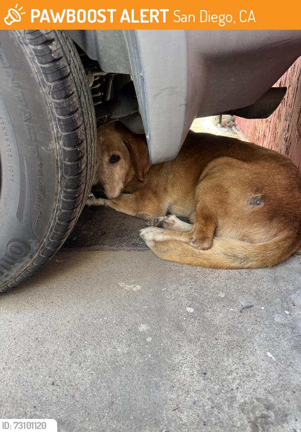 Found/Stray Unknown Dog last seen Clairemont mesa blvd, San Diego, CA 92117