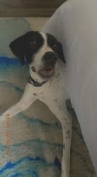 Reunited Female Dog last seen Calmont blvd, Fort Worth, TX 76116