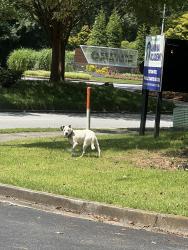 Found/Stray Unknown Dog last seen Lake Park Dr. and Village Pkwy Smyrna, GA, Smyrna, GA 30080