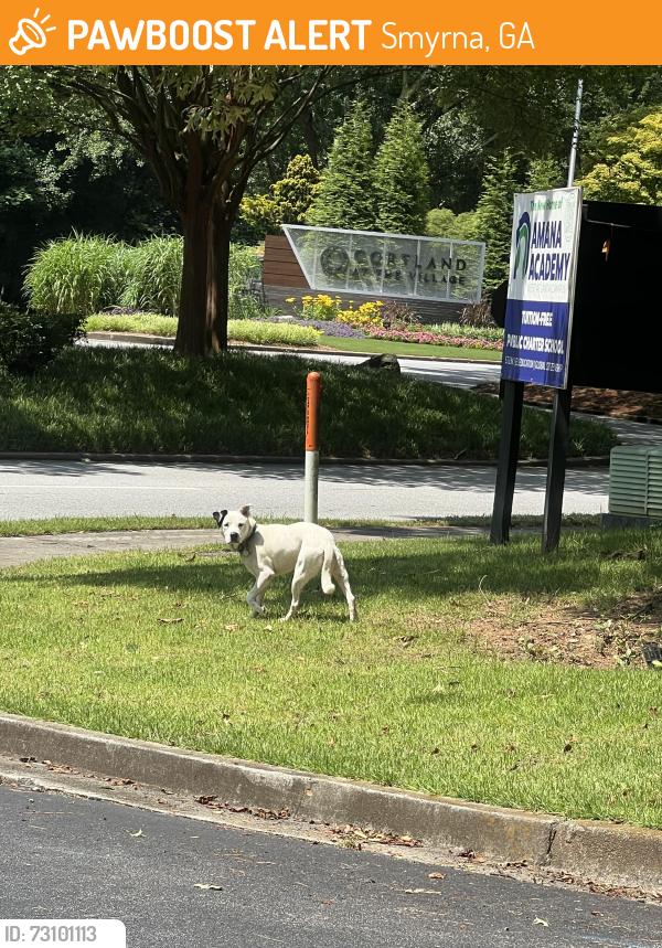 Found/Stray Unknown Dog last seen Lake Park Dr. and Village Pkwy Smyrna, GA, Smyrna, GA 30080